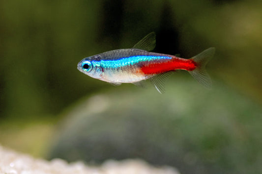 Neon Tetra PACK OF 6