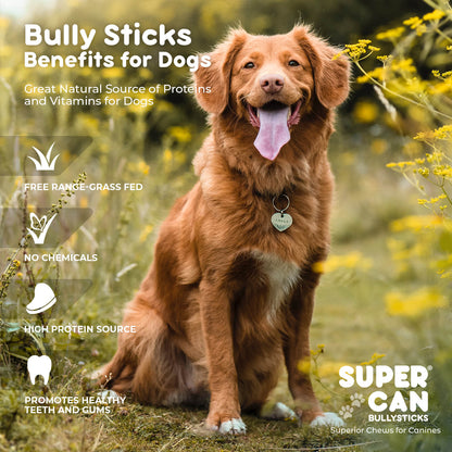 6" Braided Bully Sticks (10-Pack)