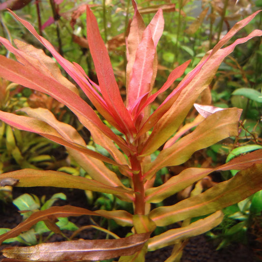 Ammannia Senegalensis
