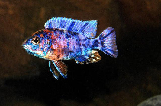 Blue-red OB Peacock