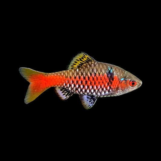 Pethia padamya  Odessa Barb