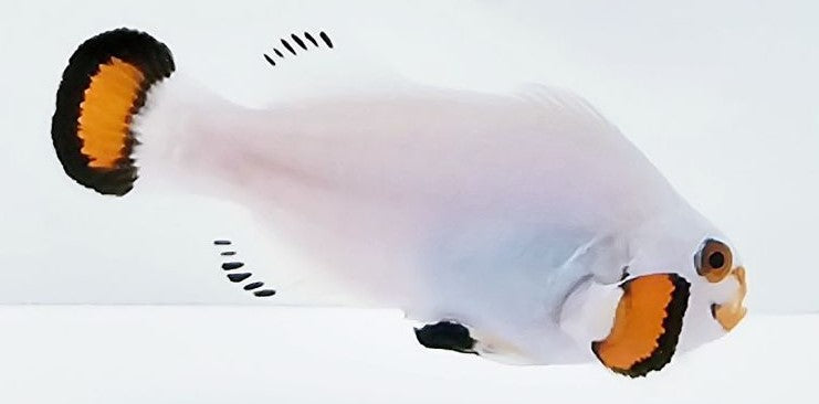 Snow Storm ( Amphiprion ocellaris)