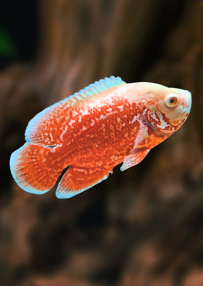 Albino Red Tiger Nemo Oscar