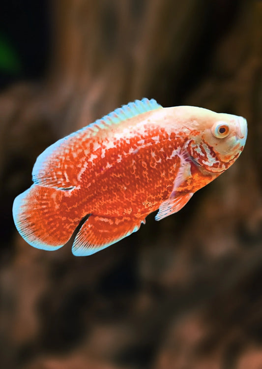 Albino Red Tiger Nemo Oscar