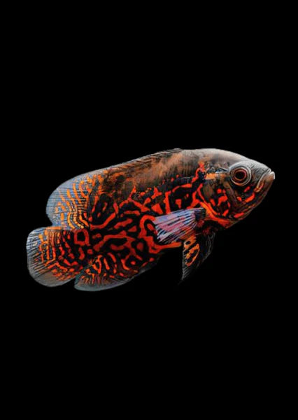 Oscar Red Leopard (Astronotus ocellatus)