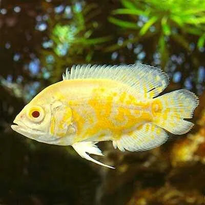 Fish Oscar Albino Siamese Gold