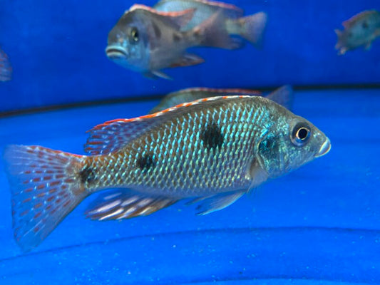 Otopharynx tetrastigma  Otopharynx tetrastigma