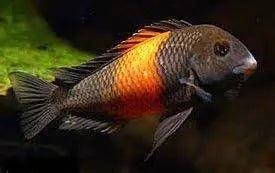 Tropheus sp. "Bemba"  Orange Flame "Bemba" Tropheus