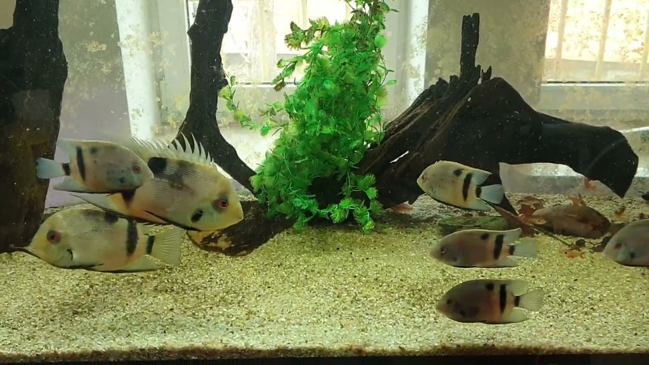 Panda Uaru (Uaru fernandezyepezi)