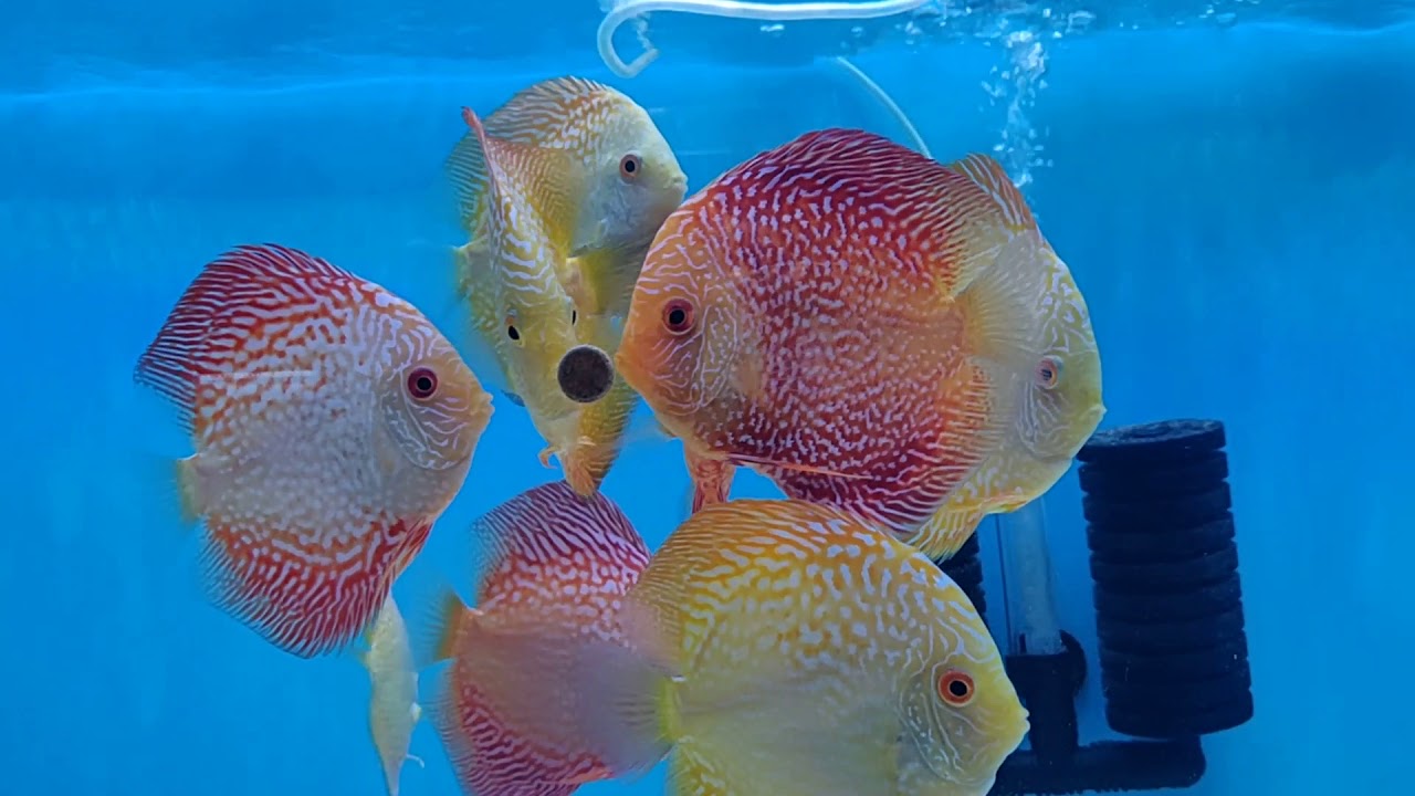 PEARL PIGEON DISCUS