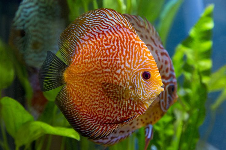 PIGEON SNAKESKIN DISCUS