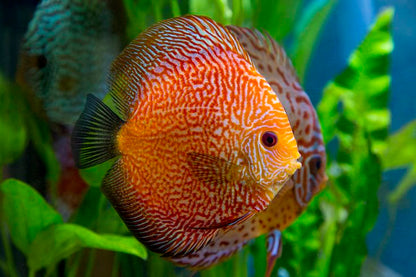 PIGEON SNAKESKIN DISCUS