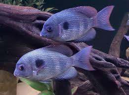 Pinstripe Damba Cichlid fish with purple coloration in an aquarium.