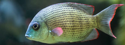 Pinstripe Damba Cichlid fish with light green coloration in an aquarium.