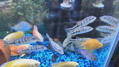 AZUL PEACOCK BASS 5-Stripes Bass (CICHLA PIQUITI)
