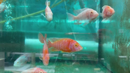 Dragon Blood Albino OB - Fish