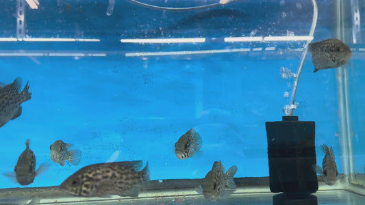 Managuensis Cichlid