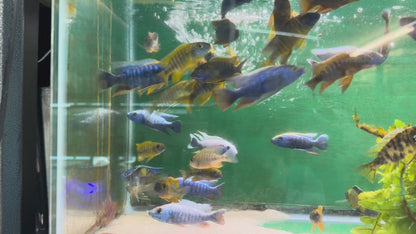 Sciaenochromis fryeri "Iceberg" Iceberg Fryeri