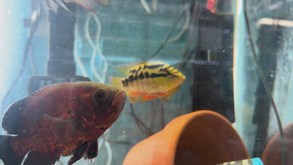 Salvini cichlids
