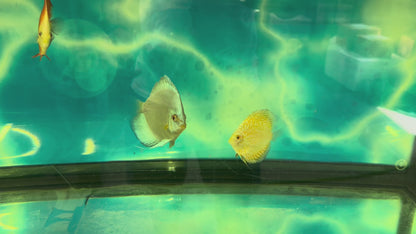 Red Turquoise Discus