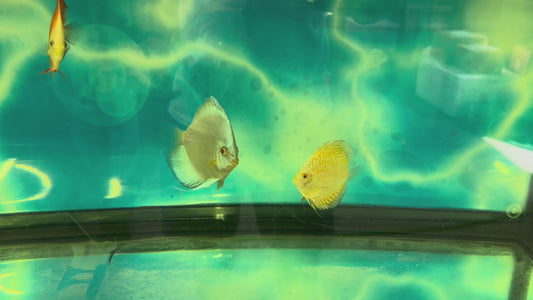 Turquoise Discus 2.5"-3"