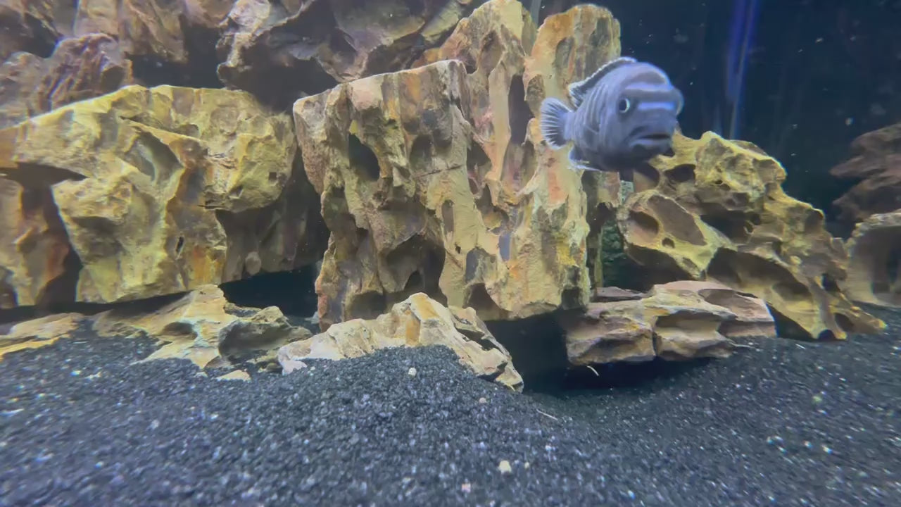 Chindongo saulosi Mbuna German Blood – Danaqua Live Fish & More