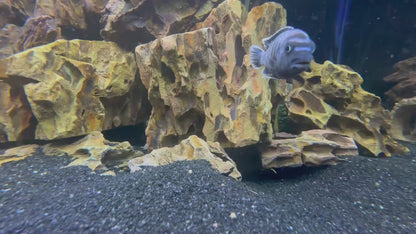 Chindongo saulosi Mbuna German Blood (Juveniles 2")