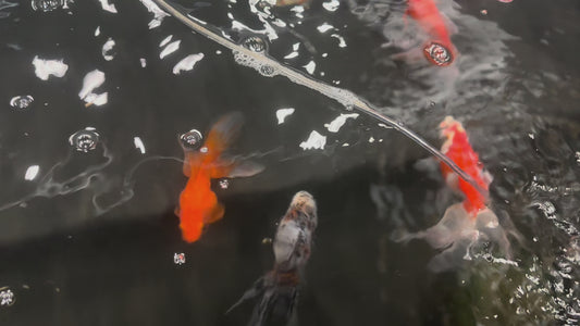 Calico Oranda goldfish 4"