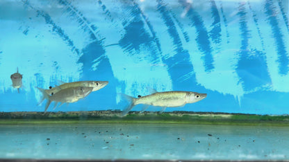 African Pike (Hepsetus odoe)