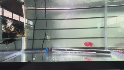 GRADE-A STRAWBERRY PEACOCK 4" MALE