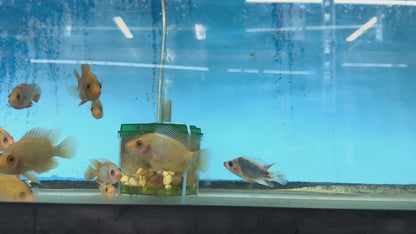 Red Devil cichlids SMALL/MEDIUM