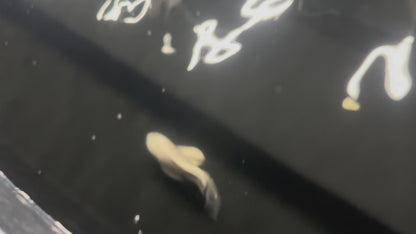 Short Body Platinum Butterfly Koi