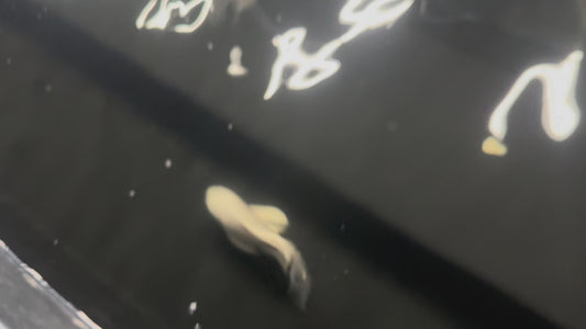 Short Body Platinum Butterfly Koi