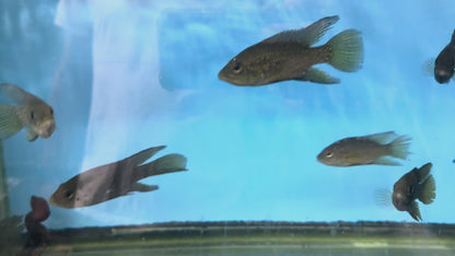 Polleni Cichlid (Starry Night Cichlid)