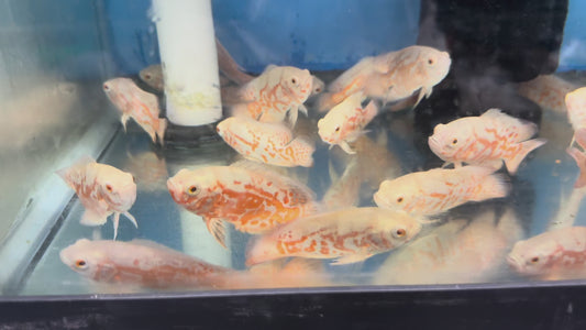 Albino Red Tiger Oscar 2"+