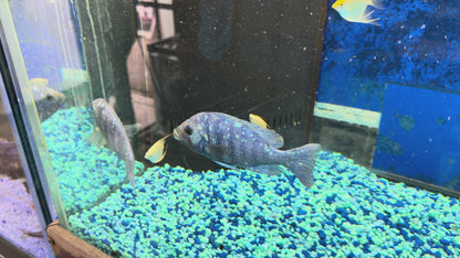 Placidochromis sp. "Phenochilus Tanzania" Star Sapphire