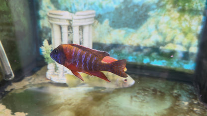 GRADE-A RED PEACOCK 4" MALE