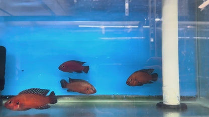 Jewel Cichlids