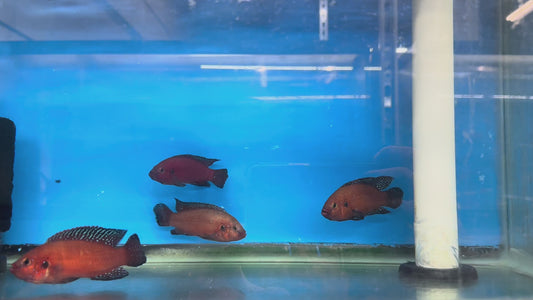 Jewel Cichlids