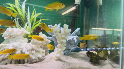 Chindongo saulosi Mbuna German Blood (Juveniles 2")