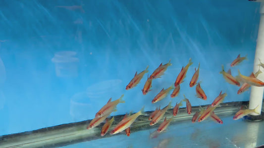 Gold Roseline Shark (Sahyadria denisonii)