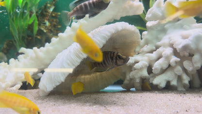 Gold Head Compressiceps Cichlid (Altolamprologus compressiceps)