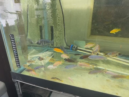 Placidochromis sp. "Phenochilus Tanzania" Star Sapphire