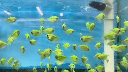 Glow Tetras