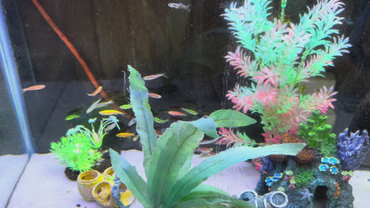 Zebra Danios