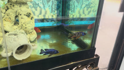 Taiwan Reef Cichlid (Protomelas sp. "Steveni Taiwan")