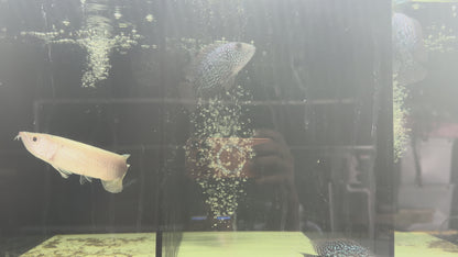 RED TEXAS CICHLID (HERICHTHYS CYANOGUTTATUS SP)