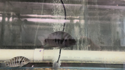 Convict cichlids
