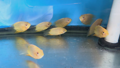 Red Spot Gold Severum (Heros cf. efasciatus)