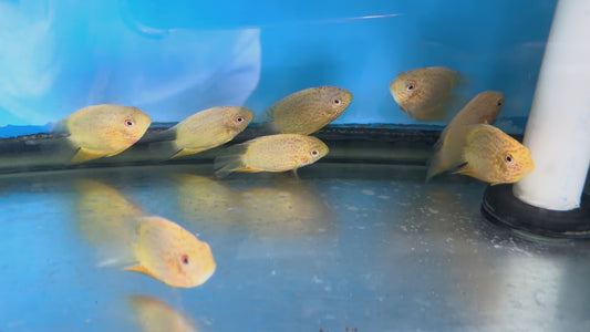 Red Spot Gold Severum (Heros cf. efasciatus)